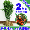 沙糖桔樹苗 2年正宗肇慶四會沙糖桔苗砂糖橘嫁接無籽無核果苗包郵