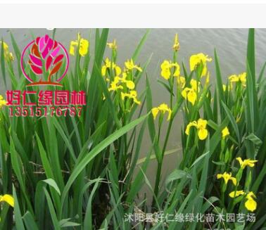 批發(fā)水生植物 黃菖蒲水生花卉菖蒲苗 當(dāng)天挖苗成活率高菖蒲小苗