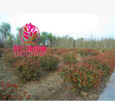 紅葉石楠球 球形紅葉石楠 全規(guī)格基地直供