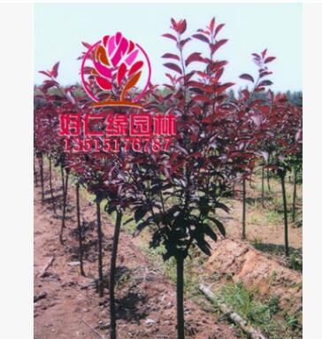 紫葉矮櫻 紫葉矮櫻小苗 優(yōu)質(zhì)矮櫻2-7公分 基地直供