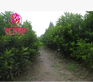 法國冬青 法國冬青價格 日本珊瑚樹 全規格大小基地直供