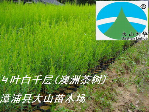 澳洲茶樹苗（互葉白千層，提取茶樹油 Tea Tree Oil