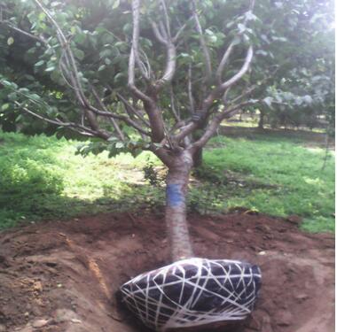 泰安成運(yùn)現(xiàn)貨出售綠化工程櫻花小苗櫻花樹苗 易成活櫻花樹