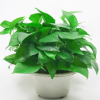 包郵大綠蘿新房室內綠植吊蘭花卉綠籮 抗霧霾小盆栽植物水培綠蘿