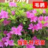 批發毛杜鵑苗 毛鵑小苗 花卉 綠化工程苗 毛鵑苗 高度35厘米左右