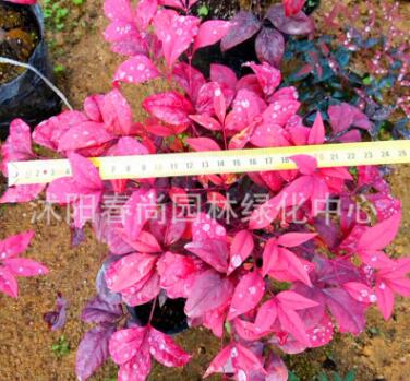 紅葉南天竹小苗 耐寒彩色苗木 濕地公園小區綠化景區綠化專用苗木