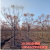 欒樹苗櫸樹苗樸樹苗法國梧桐樹西府海棠苗垂絲海棠苗