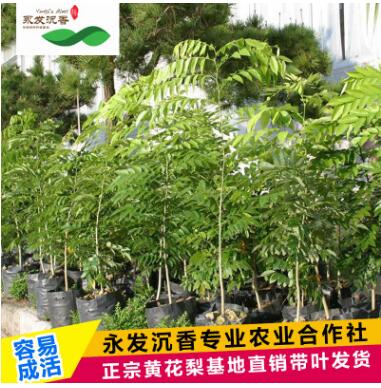 永發名貴樹苗降香黃檀正宗海南黃花梨樹苗北南方種植綠化苗木批發