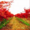 供應(yīng)綠化苗木 喬木類紅楓苗 日本紅楓苗