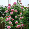 藤本月季歐月藤本大花月季玫瑰薔薇花爬藤植物四季開花庭院爬墻