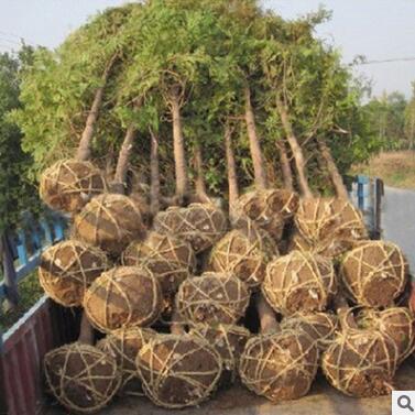 基地苗圃直銷綠化工程苗木池杉 水杉樹苗 落羽杉 品種規格齊全
