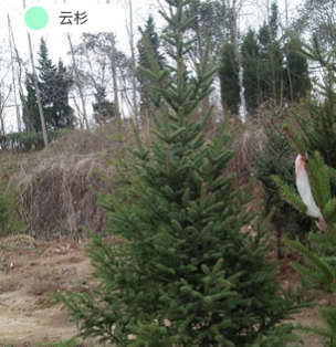 基地直銷四季常青觀葉植物 云杉樹苗 鮮活圣誕樹 圣誕節工程綠化