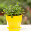批發檸檬薄荷盆栽 盆栽驅蚊香草植物 清新提神食用綠薄荷