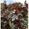 山東大紅袍花椒苗