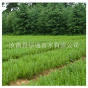 雪松苗 已馴化苗木