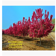 北美海棠成品樹嫁接苗和半成品苗