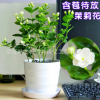 批發茉莉花苗室內觀花植物茉莉花芳香植物四季開花綠植盆栽花卉