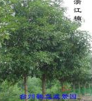 浙江楠