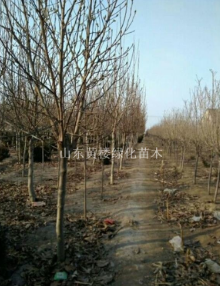 山東濰坊紫玉蘭