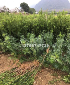 廣西桂林羅漢松各種規(guī)格