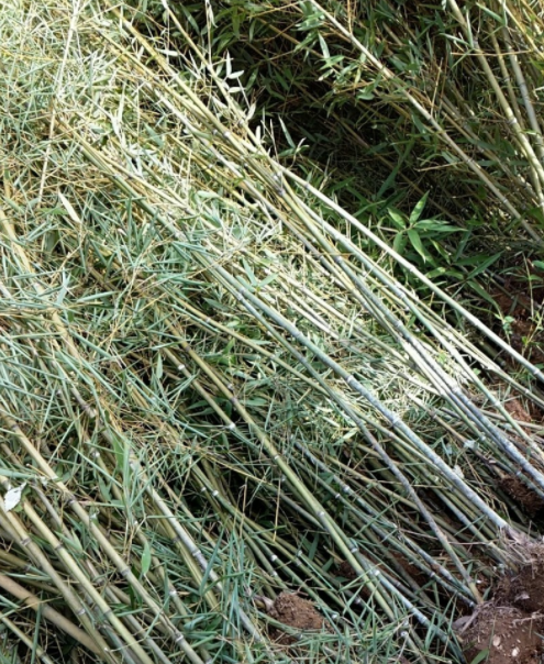 早園竹，金香玉竹，毛竹，紫竹
