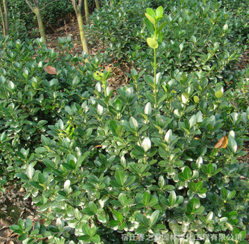 基地直銷工程綠化苗 海桐球 規格全 庭院公園綠化海桐球樹苗