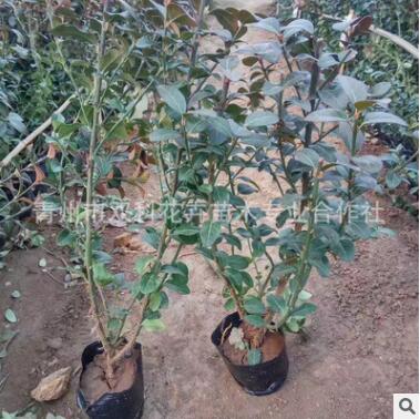 衛矛價格 綠化苗木衛矛基地