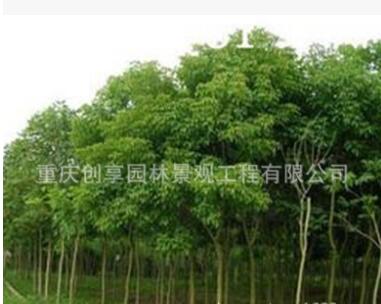 三葉樹、三葉樹批發、行道用三葉樹