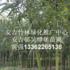 雷竹 雷竹綠化苗 雷竹種苗