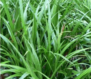 吉祥草 苗四季常青花卉苗木 綠化專用