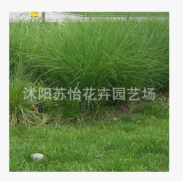 細葉芒草 地被植物 園林綠化造景