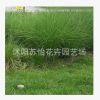 細(xì)葉芒草 地被植物 園林綠化造景