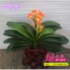 特價批發(fā) 室內(nèi)綠植君子蘭 辦公室盆栽優(yōu)質(zhì)君子蘭盆栽量大優(yōu)惠