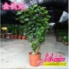 金錢兜盆栽 圓葉福祿桐 室內(nèi)觀葉盆景 室內(nèi)大型盆栽批發(fā)