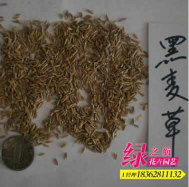 批發(fā)牧草種子紫花苜蓿黑麥草種子