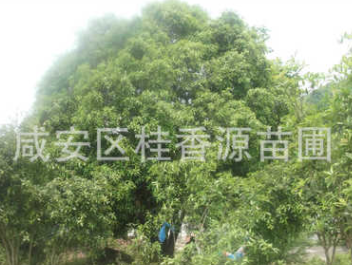 直徑50,60,70公分大桂花樹 湖北咸寧