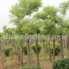 黃金槐綠化工程苗木基地供應黃金槐行道樹苗 小苗規格齊全