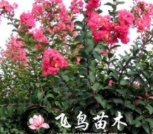 基地直銷綠化苗木紫薇樹苗 庭院觀賞苗紫薇小苗 紫薇苗 百日紅