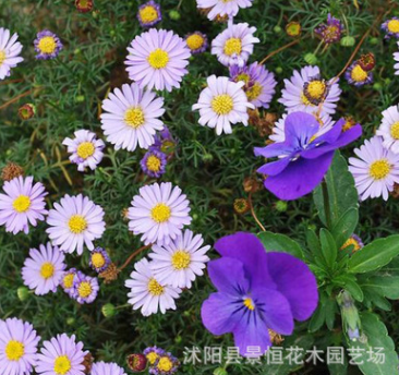 批發五色菊種子優質新采草花種子陽臺室內五色菊盆栽 易成活