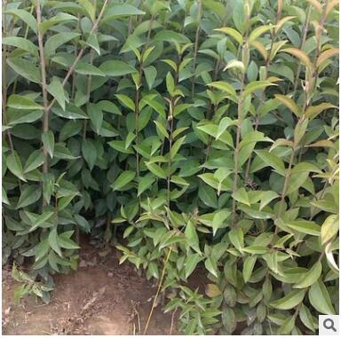 基地供應(yīng)大葉女貞 庭院工程綠化苗木 規(guī)格全 工程 苗木2 3 4公分