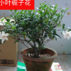 濃香型牡丹梔子花樹苗 大葉小葉中葉梔子花苗盆栽小葉梔子花樹苗