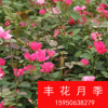 批發(fā)豐花月季苗 紅帽 黃帽 可盆栽 大花月季苗 成活率高