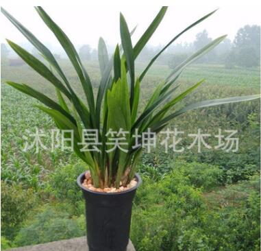 批發室內盆栽綠植精品蘭花苗墨蘭金邊墨蘭