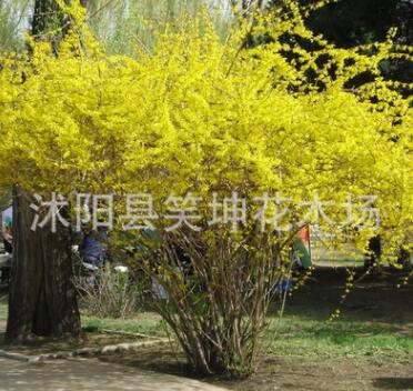 批發(fā)優(yōu)質(zhì)連翹小苗 黃老虎小苗 工程綠化苗木 規(guī)格齊全