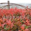批發優質紅葉石楠小苗 工程色塊綠化石楠苗 規格齊全