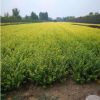 綠化苗金葉女貞樹(shù)苗庭院綠化小區(qū)園林綠化樹(shù)苗 四季常青庭院植物