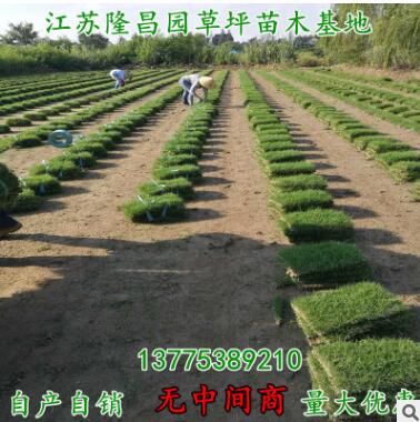 河道護坡戶外活動帶土真草坪綠化足球場園林風景區草坪地毯批發