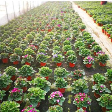 大棚基地批發瓜葉菊 富貴菊 時令花卉盆栽 工程苗木