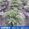 鴨腳木 花葉 鵝掌柴 中型租擺盆栽批發(fā) 園林工程花木