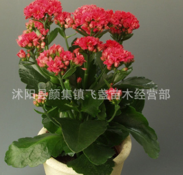 批發(fā)桌面花卉植物長(zhǎng)壽花 四季盆栽花卉長(zhǎng)壽花優(yōu)質(zhì)盆栽品種齊全